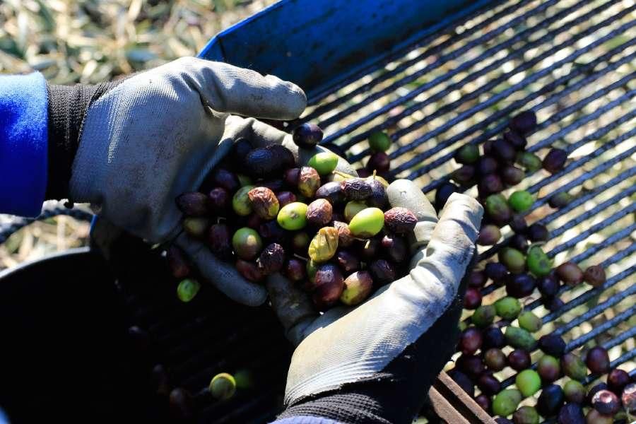 Recogida de aceituna en Fermoselle