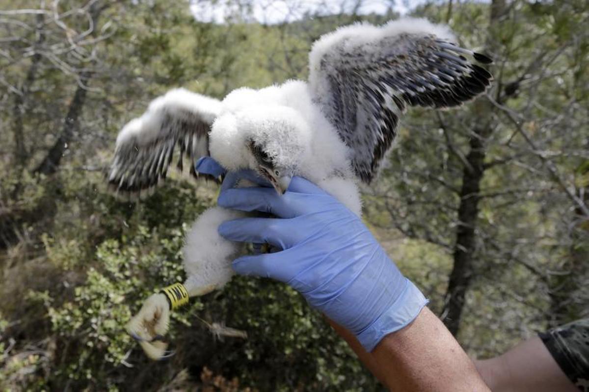 Agentes rurales anillan halcones peregrinos en el Penedès