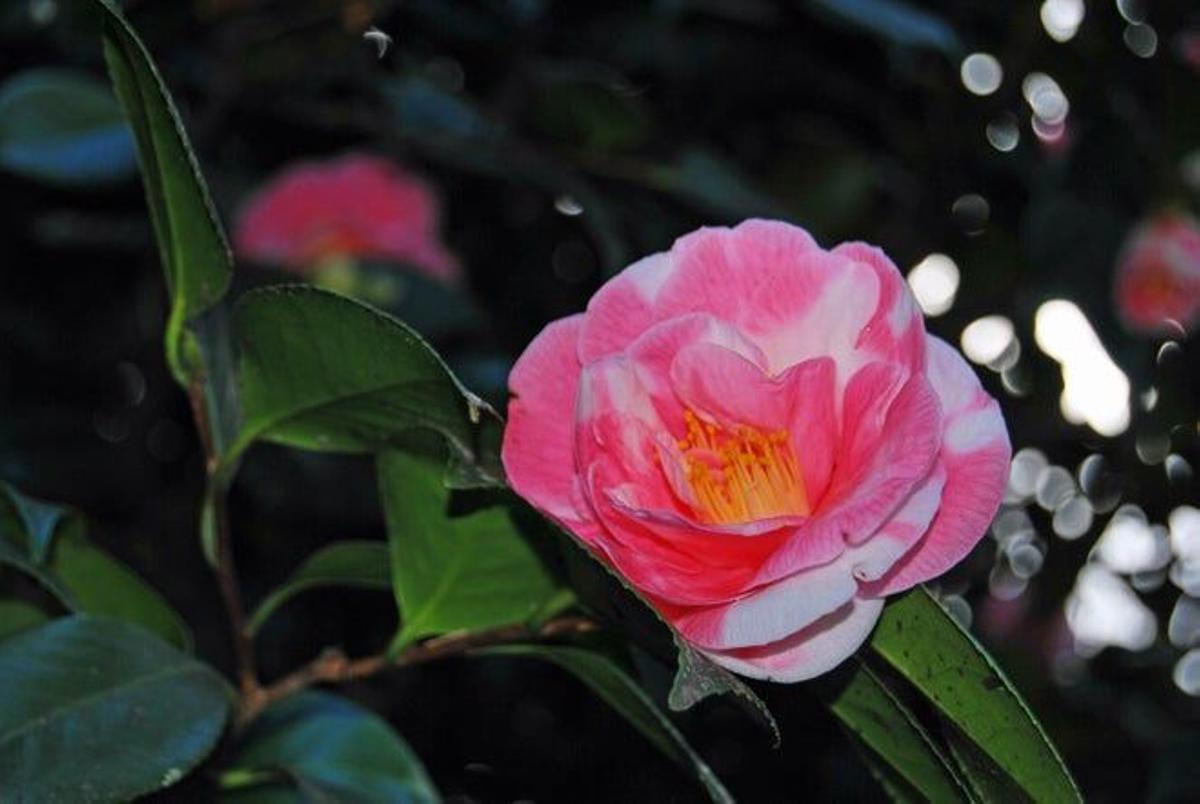 Camelia.