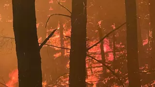 La mano del hombre está detrás de seis de cada diez incendios forestales