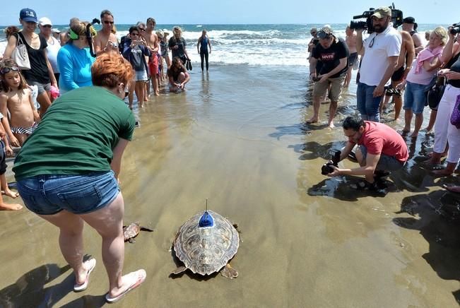 18/03/2016 PLAYA DEL INGLES, SAN BARTOLOME DE TIRAJANA. Suelta de tortugas bobas en Playa del Ingles. Foto: SANTI BLANCO