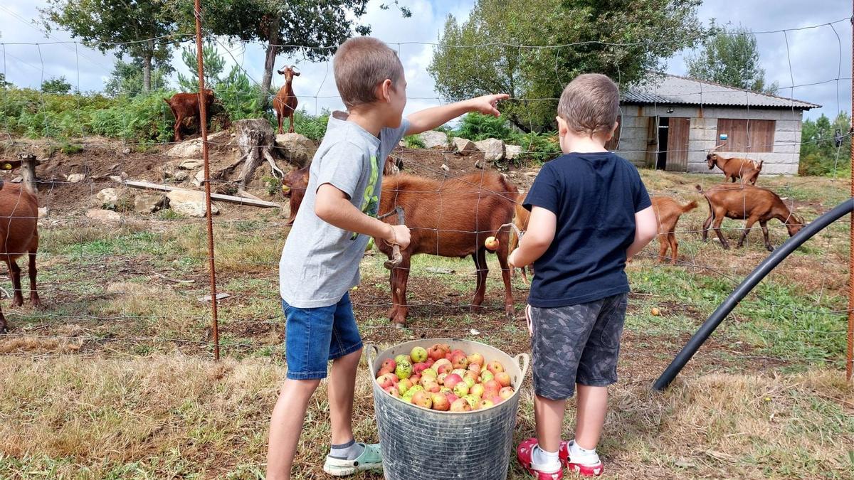 Dos niños alimentando con manzanas a un rebaño de cabras de los comuneros de Taragoña.