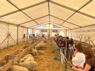 Expoforga cierra una edición de éxito centrada en la innovación ganadera