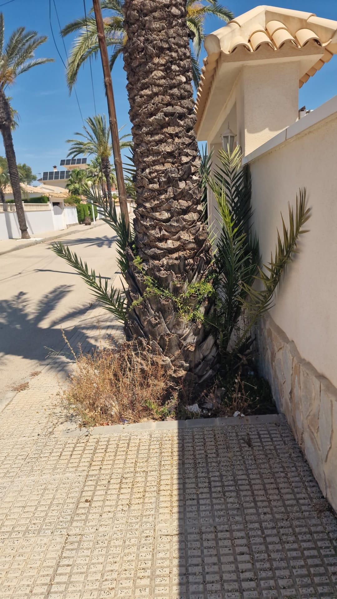 Una jungla sobre el asfalto de Orihuela Costa
