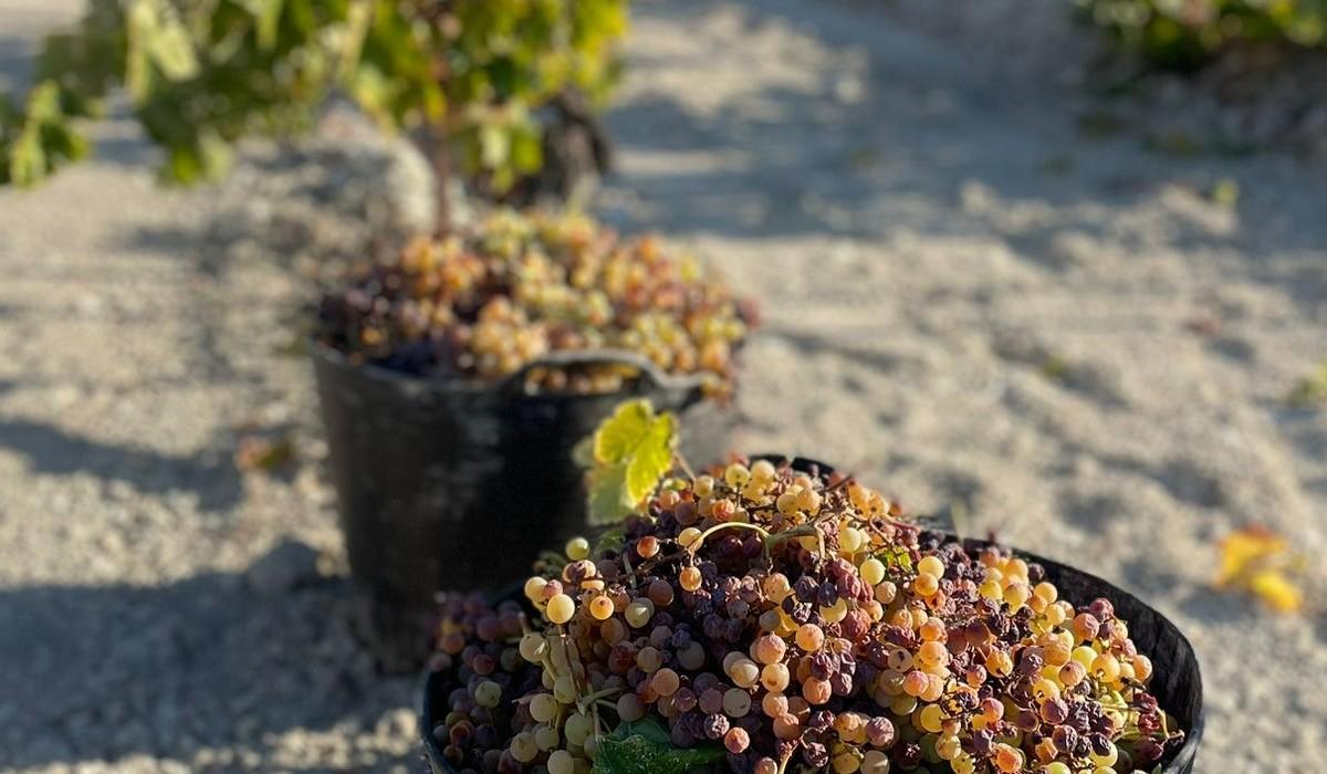 Vista de las uvas de las viñas utilizadas por Arqueogastronomía.