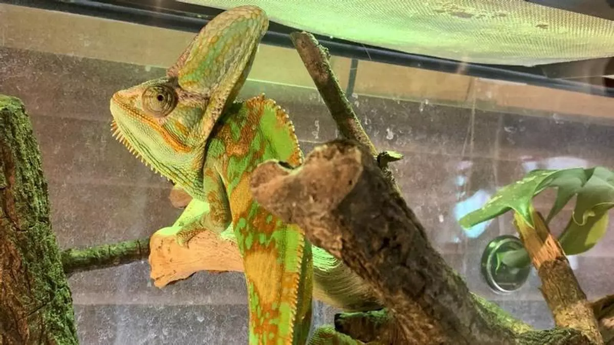Cafeterías con animales, de tendencia viral en Japón a amenaza para la biodiversidad