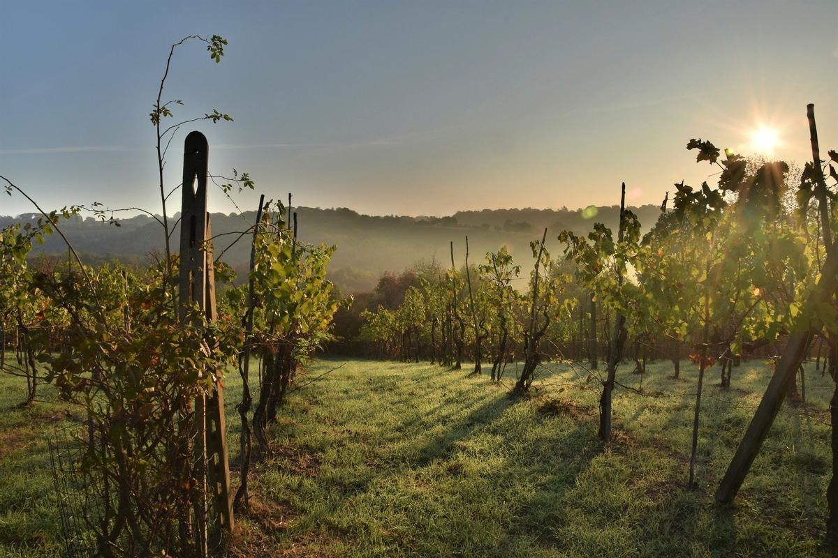 Bodegas Lorenzo Bescansa