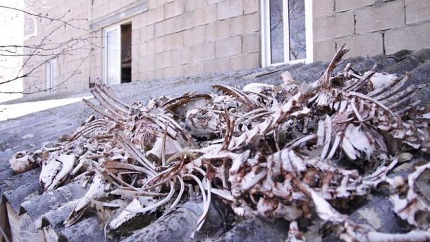 Restos de ovejas recogidos por el ganadero de San Juan de la Cuesta.