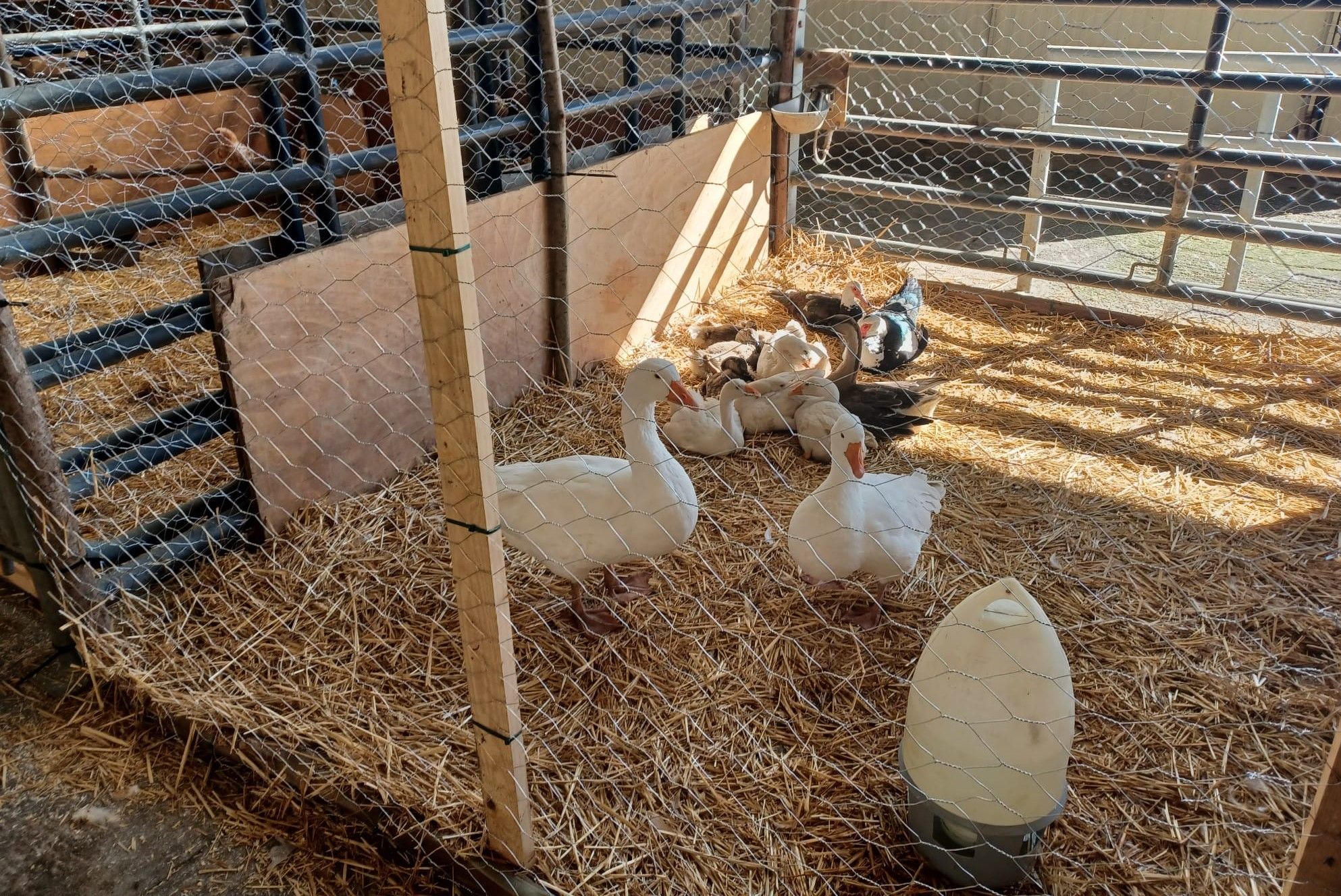 Agrosiero, así se celebra la gran fiesta del campo en la Pola