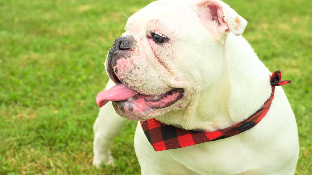Bulldog inglés: una de las razas de perros más comunes