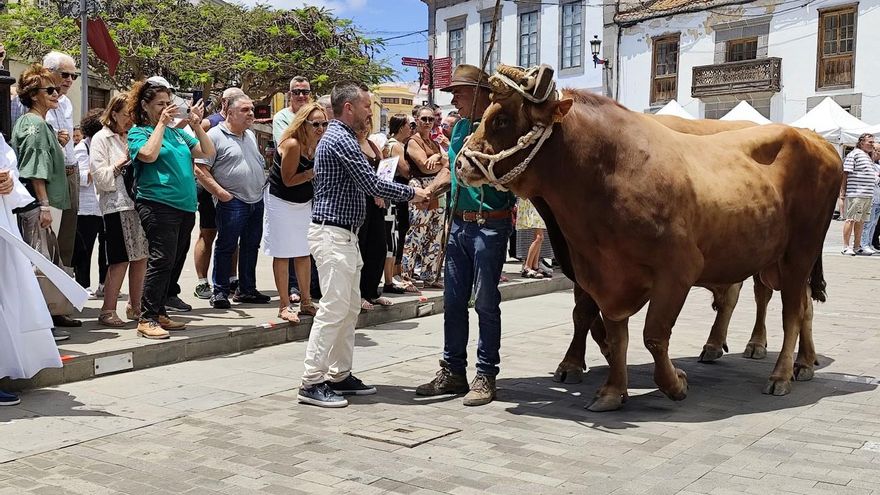 Unas 90 cabezas de ganado conforman la muestra en honor a San Juan en el día grande de su festejo