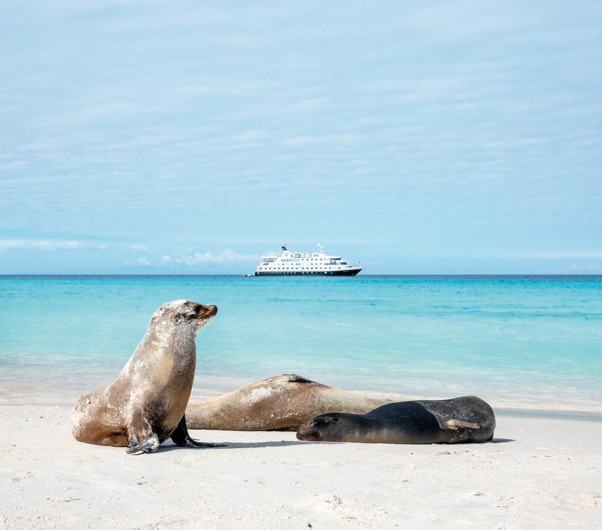 Focas en las Islas Galápagos