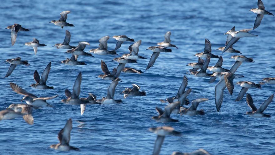 Aves en Ibiza y Formentera: la identidad del &#039;virot&#039;