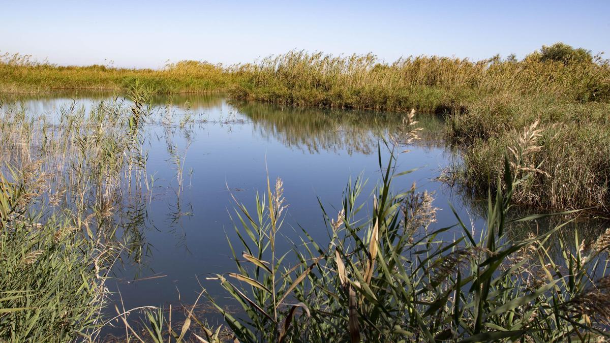 El Ullal de Baldoví, en el término de Sueca, es la surgencia más grande de l'Albufera y da lugar a una laguna de 4.500 m2 de superficie.