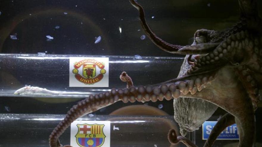 El pulpo &#039;Iker&#039; se decanta por el Manchester United.