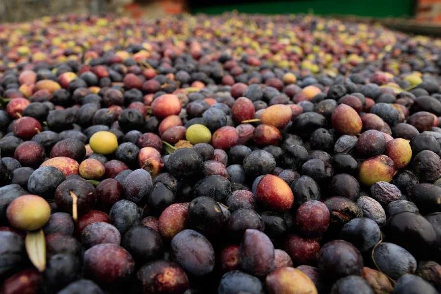 Recogida de aceituna en Fermoselle