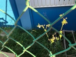 El colegio es el más antiguo en barracones de la Comunidad Valenciana. Se levantó en una zona verde en 2004. Los padres realizarán una protesta para exigir la construcción de un nuevo colegio.