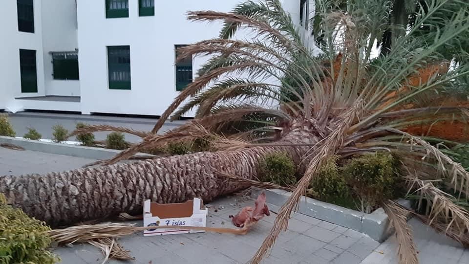 Numerosas incidencias en Tenerife por el viento.