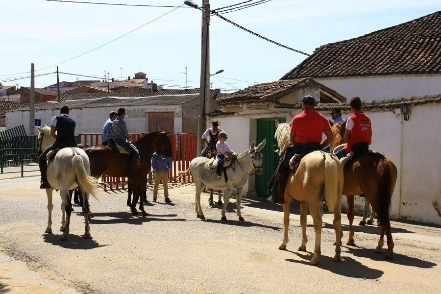 Feria del caballo en Fuentesaúco