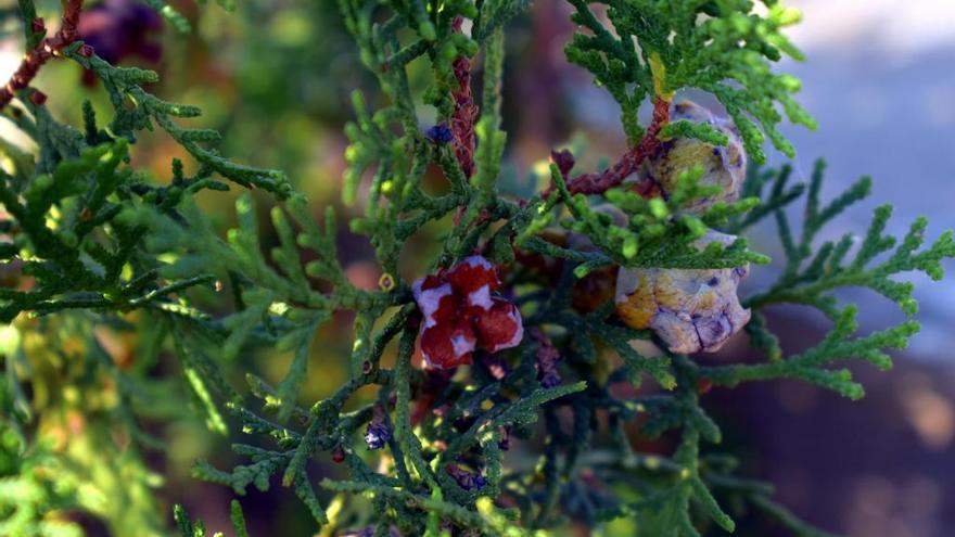 Una mujer denuncia a su vecino por cortarle 45 plantas en Gondomar