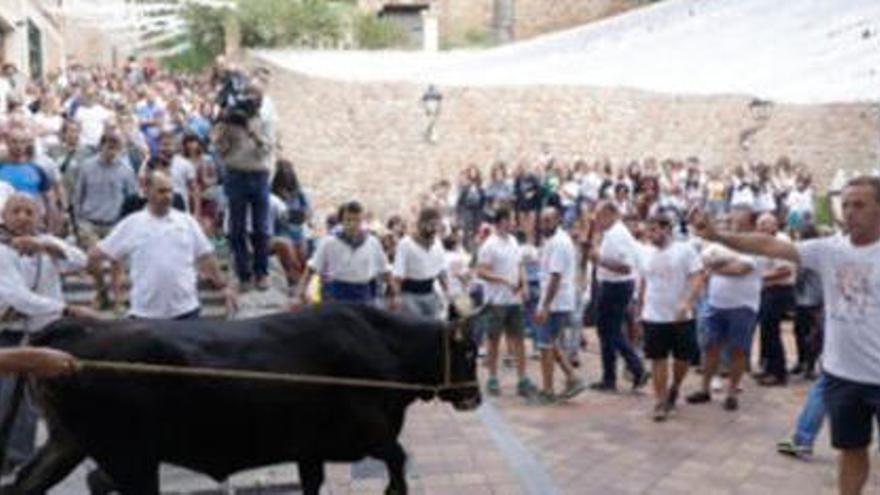 Correbou in Fornalutx: Aufgeregt haben sich nur die Zweibeiner