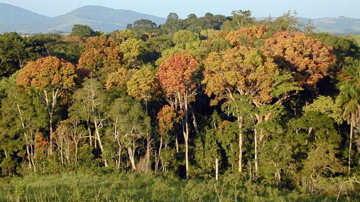 Un bosque en África.