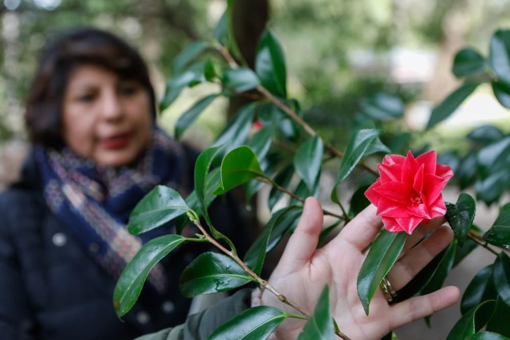 Camelias en el Botánico