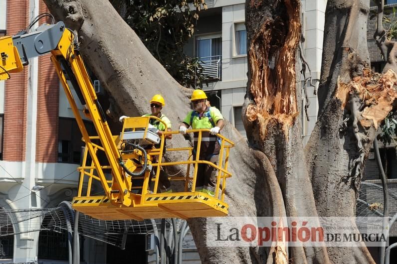 El estado final del ficus de Santo Domingo