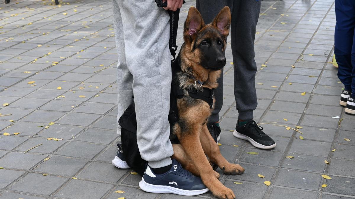 Un perro con su dueño en Quart de Poblet.