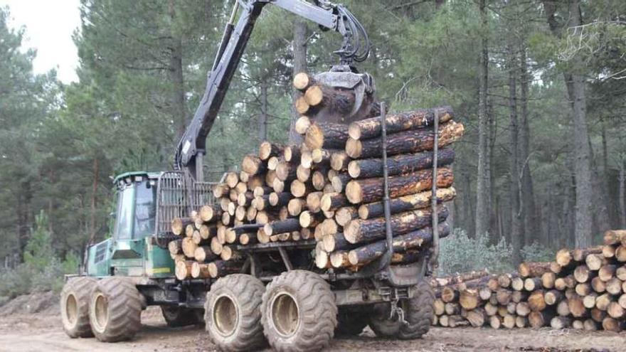 Extracción de madera en montes de la comarca alistana.