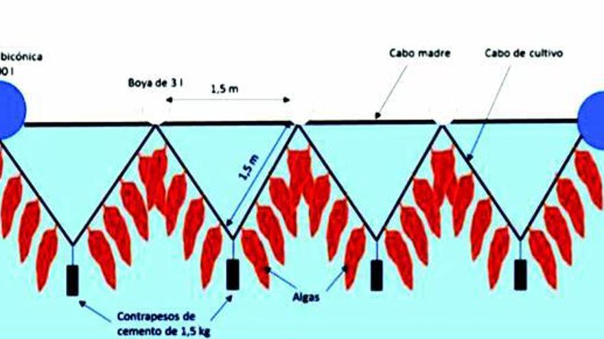 Gráfico con el sistema de cultivo propuesto para cada uno de los “cabos madre”.