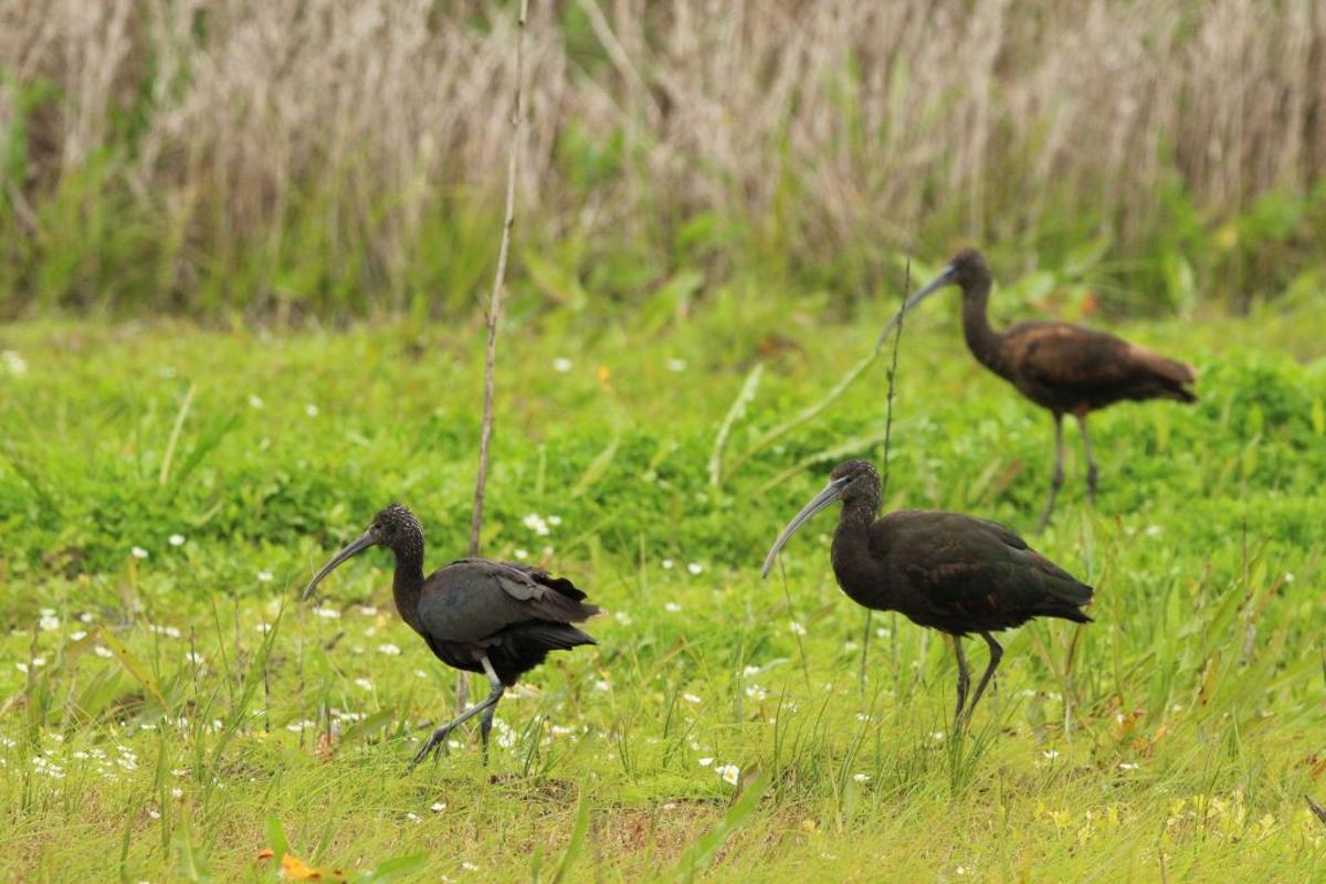 Reserva Natural Concertada Dehesa de Abajo