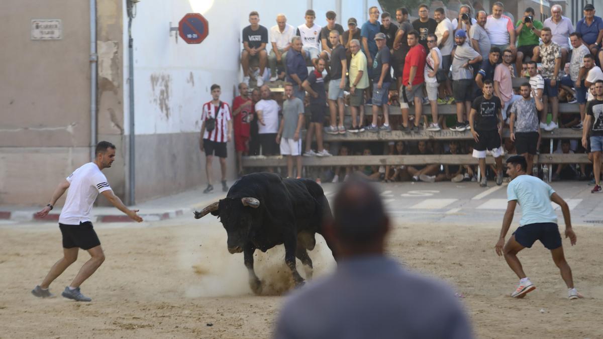 Toros en las fiestas de Benifairó, esta semana.