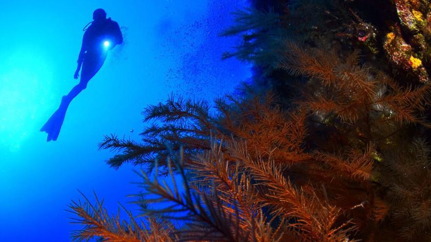 Una de la imágenes premiadas del fotógrafo submarino Sacha Lobenstein, ganadordel XXVI Open Fotosub isla El Hierro, en 2023.