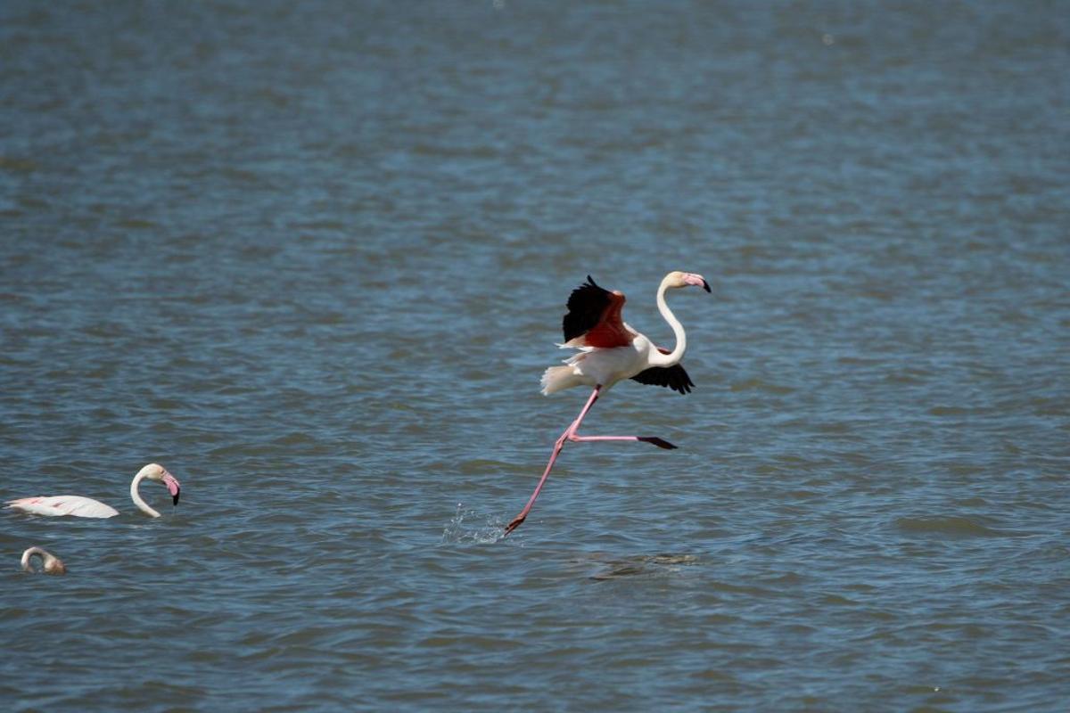 Reserva Natural Concertada Dehesa de Abajo