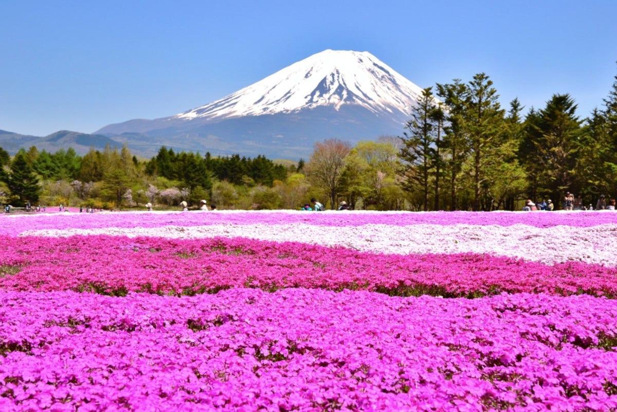 Fuji Shibazakura, campos de flores