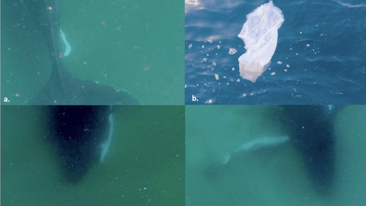 Los científicos documentan por primera vez el posible duelo de una ballena jorobada.