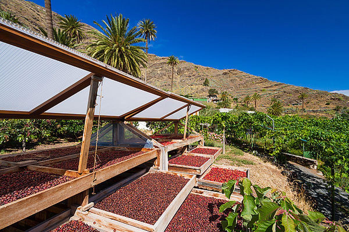 Secado del café en El Valle de Agaete.