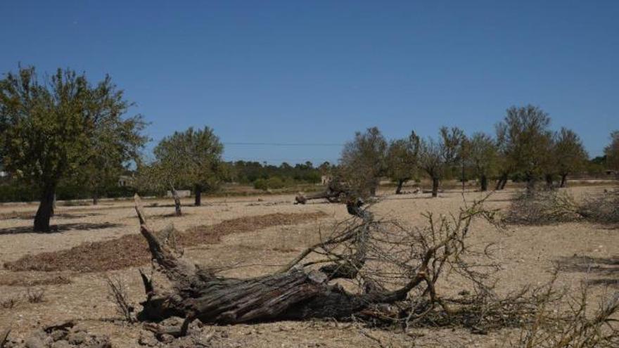 Mandelbäume bei Son Carrió im Südosten von Mallorca: Hier ist nicht mehr viel zu retten.
