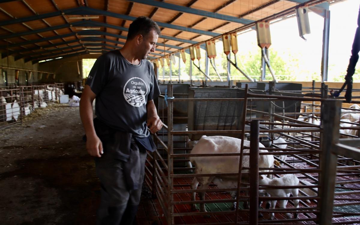 Joan Pròsper-Fajjó Vilas, ganadero de Collsacabra, quien recibió hasta 16 ataques de lobo en un año