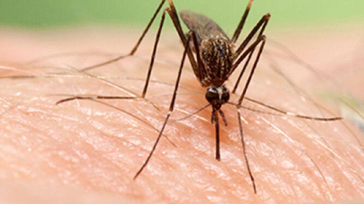 Científicos de Glasgow desarrollan una forma de identificar mosquitos con  la malaria