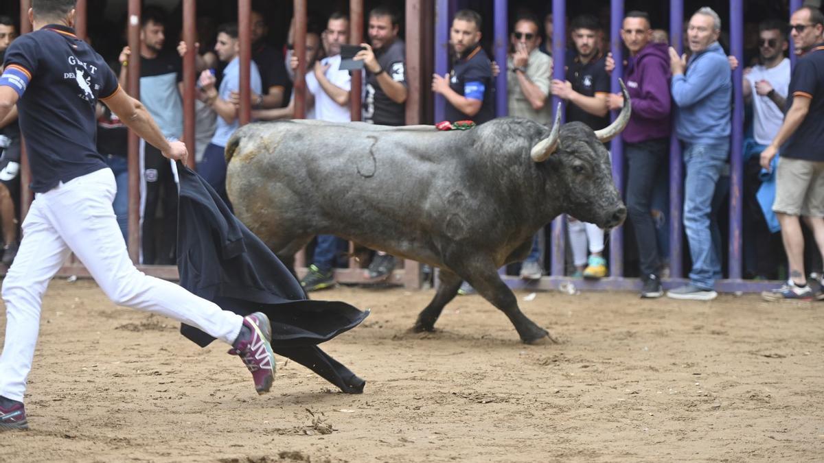 Imagen de un festejo de bou al carrer.
