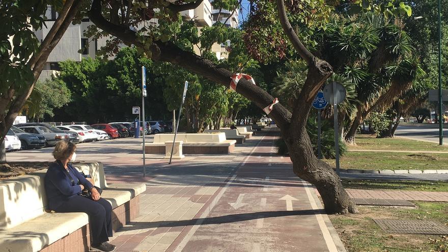 El final del ‘árbol guillotina’ de la avenida de Andalucía