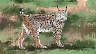 Catalunya quiere reintroducir el lince ibérico