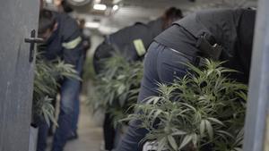 Les imatges del dispositiu policial contra una organització criminal especialitzada en el cultiu de marihuana i el blanqueig de capitals