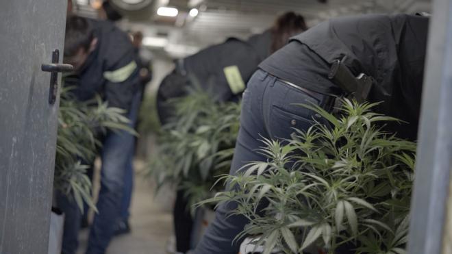 Les imatges del dispositiu policial contra una organització criminal especialitzada en el cultiu de marihuana a les comarques gironines