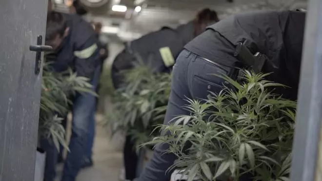 Les imatges del dispositiu policial contra una organització criminal especialitzada en el cultiu de marihuana a les comarques gironines