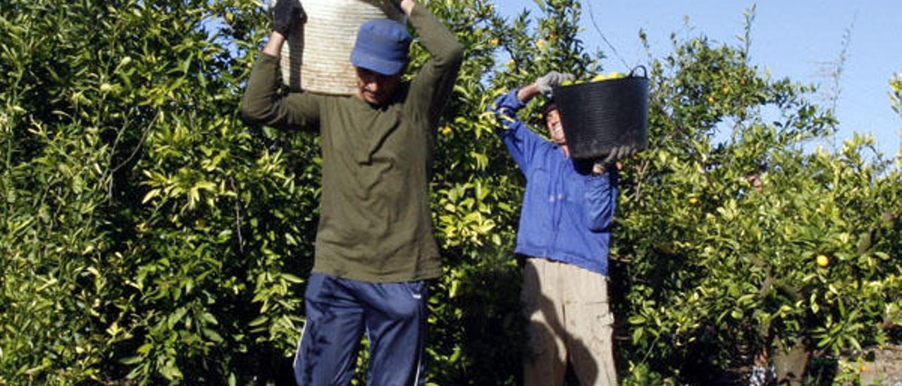 Agricultura sanciona a veinte firmas citrícolas por abusos y retrasar los pagos