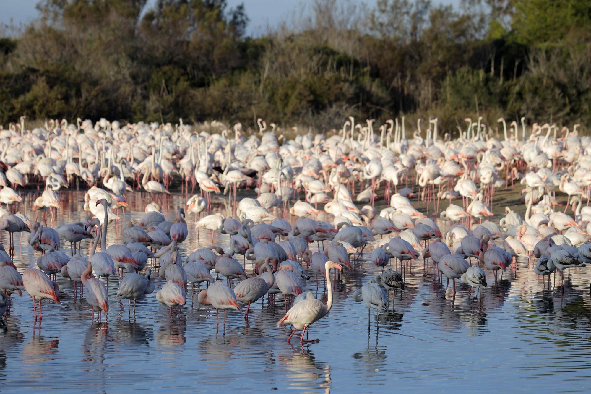 Los flamencos vuelven a L´Albufera para criar