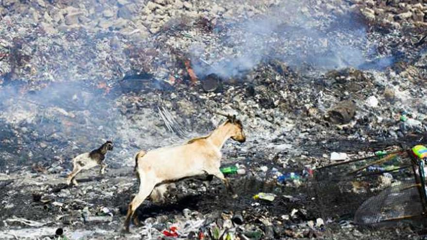 Una cabra y su baifo deambulan por la basura quemada en el vertedero ilegal de Corralejo, ayer. | lp / dlp